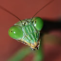 Praying mantis