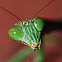 Praying mantis