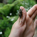 Cicada