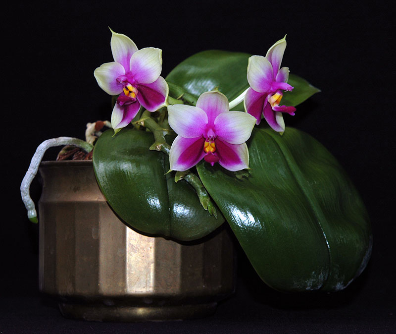 Big Leaf Orchid forum \u2022 View topic  Phal bellina of Paul Lippold Big Leaf Orchid forum \u2022 View topic  Phal bellina of Paul Lippold