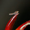 plant hopper nymph