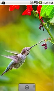 How to mod Colored bird, Live Wallpaper 1.1.1 apk for bluestacks