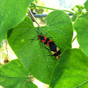Large milkweed bug