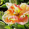 tulip