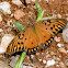 Borboleta-do-maracujá (Agraulis butterfly)