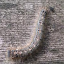 Forest Tent Caterpillar