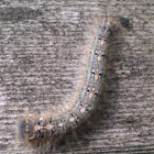 Forest Tent Caterpillar