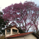 Ipê roxo