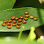 Box Bug Eggs