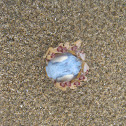 Crab