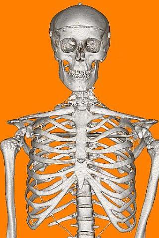 Halloween Wallpaper - Mr Bones