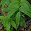 Little Smilacina