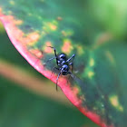 ant-mimicking jumping spider