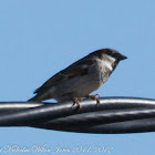 House Sparrow; Gorrión Común