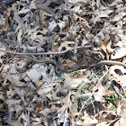 Common garter snake
