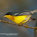 Tropical parula