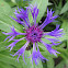 Perennial Cornflower
