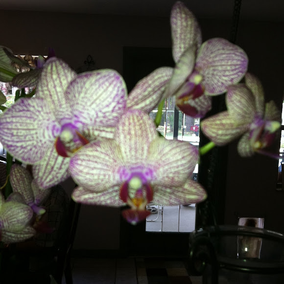 Spotting Image 1