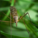 Giant Cranefly