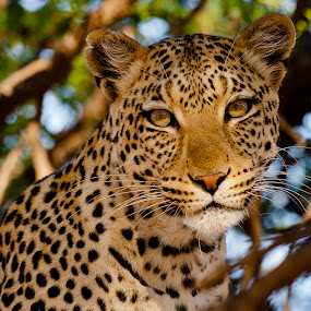 by Gorazd Golob - Animals Other Mammals