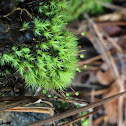 Apple Moss