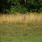 Eastern Wild turkey