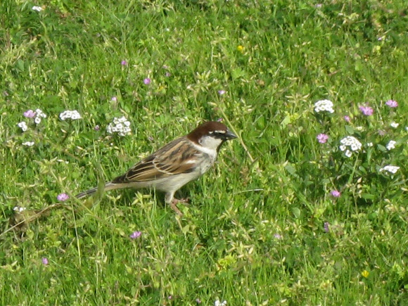 Spotting Image 1
