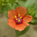 Scarlet pimpernel