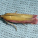 Rosy-striped Knot-horn