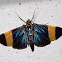 moth