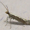 Diamondback Moth