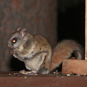 Flying Squirrel