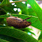 June bug /June beetles
