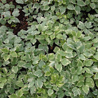 Bishop's Weed