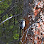 American Three-Toed Woodpecker