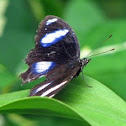 Common Eggfly 
