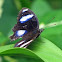 Common Eggfly 