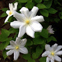 Clematis