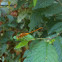 Striped meadowhawk