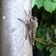 Giant Robber Fly