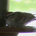 Chipping Sparrow