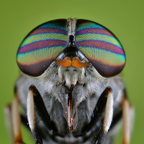 HorseFly by Donald Jusa - Animals Insects & Spiders ( animals, macro, extreme, horsefly, insects )