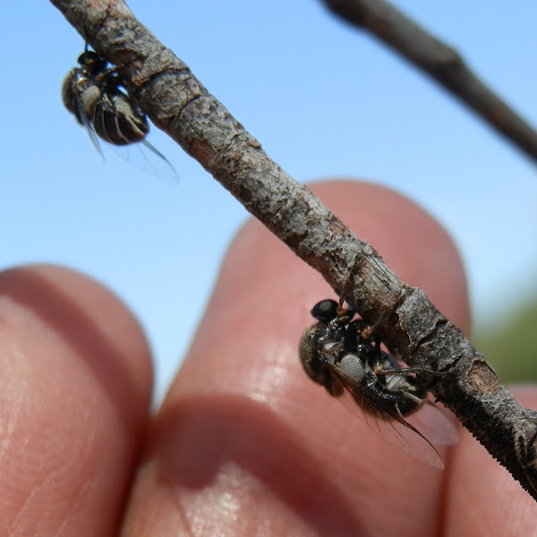 Smallheaded flies laying eggs Project Noah