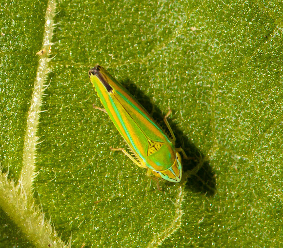 Spotting Image 1