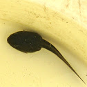 tadpole