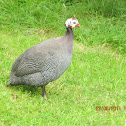  Helmeted Guineafowl