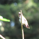 Anna's Hummingbird
