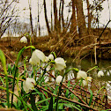 Spring Snowflake/Pomladanski veliki zvonček