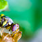 Fruit Fly