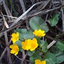 Marsh Marigold